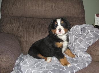 Molly