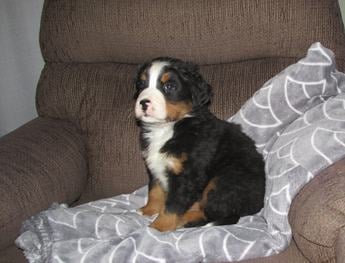 Molly