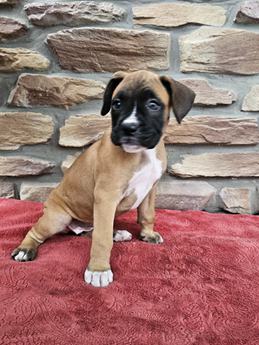 Piper