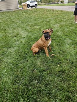 Piper