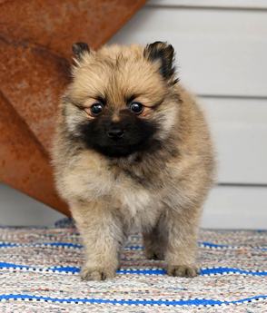 Rover