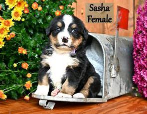 Sasha