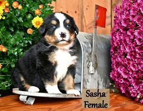 Sasha