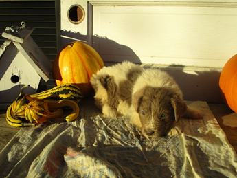 Tyson