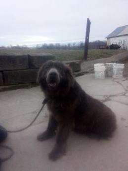 Tyson