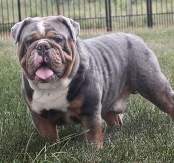 Wow Duke