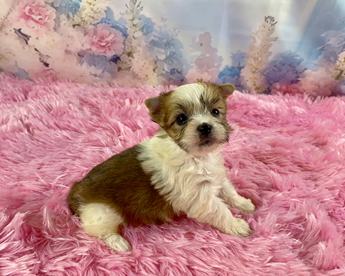 Bellini Teacup Sable Part