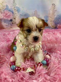 Bellini Teacup Sable Part