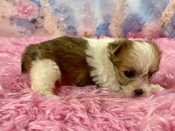 Bellini Teacup Sable Part