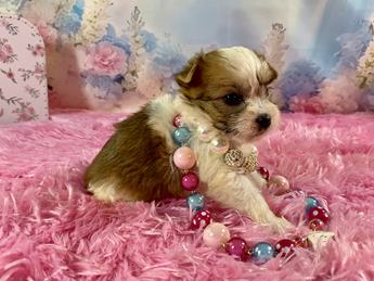 Bellini Teacup Sable Part