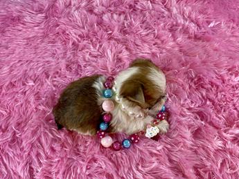 Bellini Teacup Sable Part