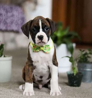 Brody