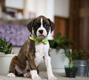 Brody