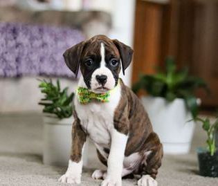 Brody