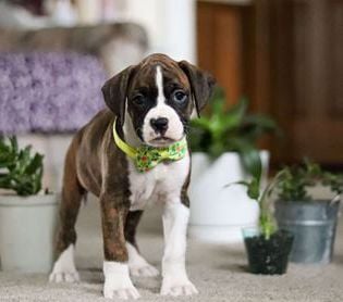 Brody