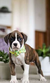 Brody