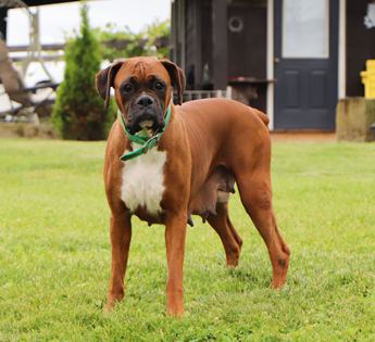 Brody