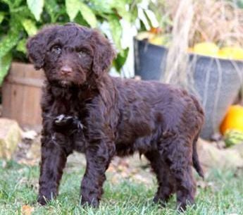 Charlie