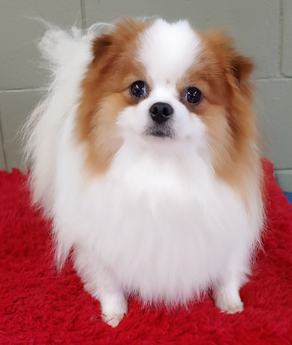 Cosmo