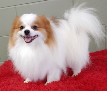 Cosmo