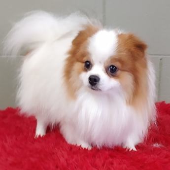 Cosmo