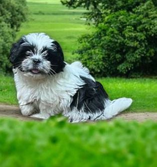 Daisy