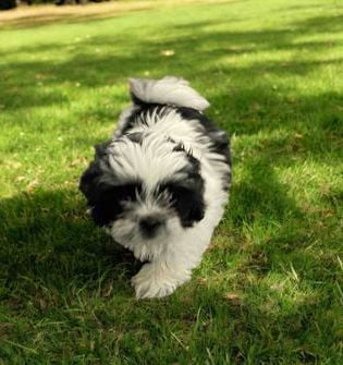 Daisy