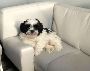 Daisy