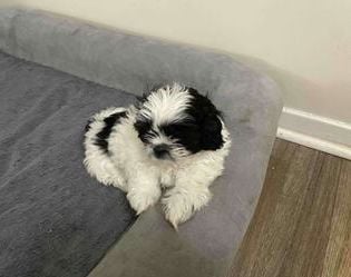 Daisy
