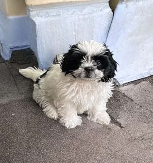 Daisy