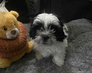 Daisy