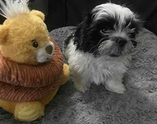 Daisy