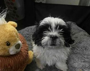 Daisy