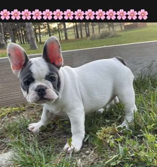 Dolly