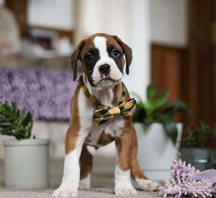 Duke