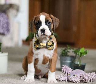 Duke