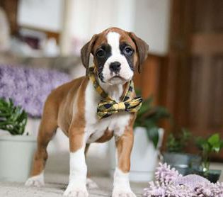 Duke