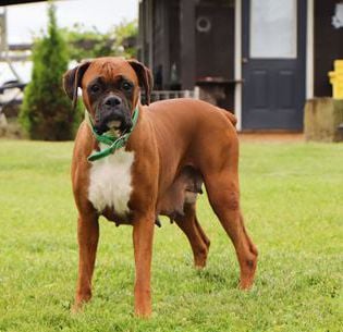Duke