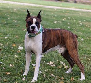 Duke