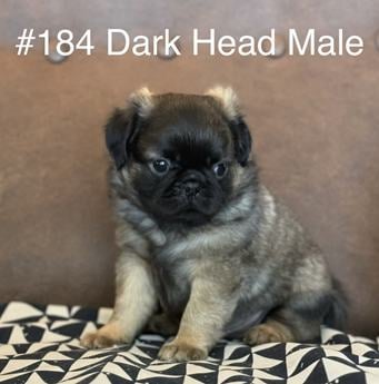 Fluffy Pug Sacramento Dark Head