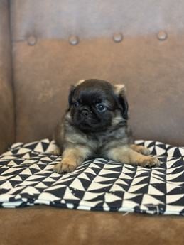 Fluffy Pug Sacramento Dark Head