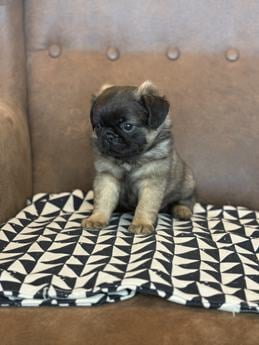 Fluffy Pug Sacramento Dark Head