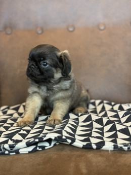 Fluffy Pug Sacramento Dark Head