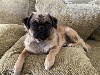 Fluffy Pug Sacramento Dark Head