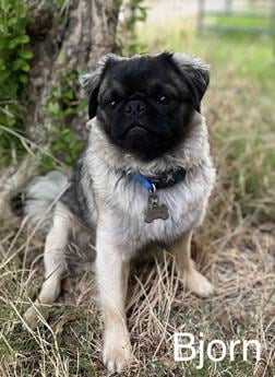 Fluffy Pug Sacramento Dark Head
