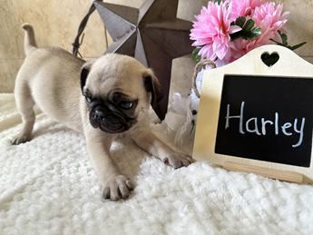 Harley