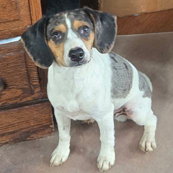 Jerry Queen Elizabeth Pocket Beagle
