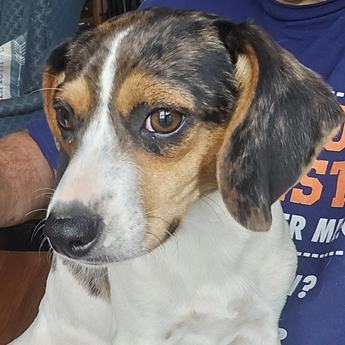 Jerry Queen Elizabeth Pocket Beagle