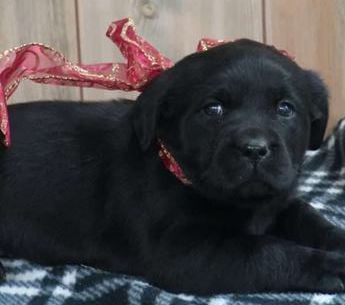 Jingle Belle