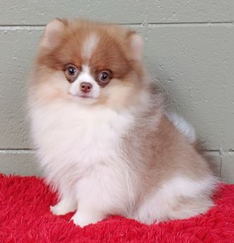 Louie